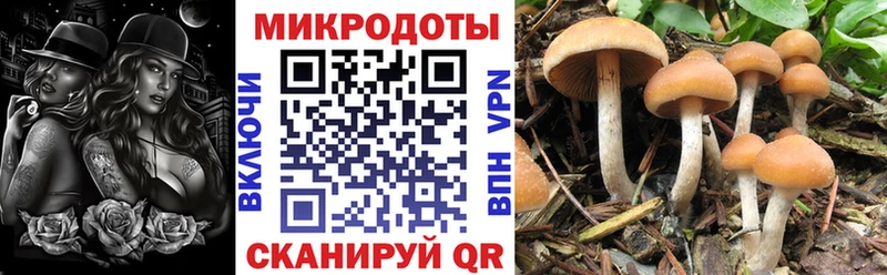 Псилоцибиновые грибы Cubensis  Купить  Няндома 